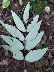 Lagerstroemia parviflora