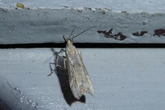 Eudonia leptalaea