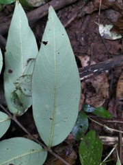 Lagerstroemia parviflora