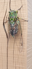 Amphipsalta zelandica
