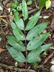 Lagerstroemia parviflora