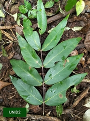 Lagerstroemia parviflora