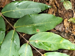 Lagerstroemia parviflora
