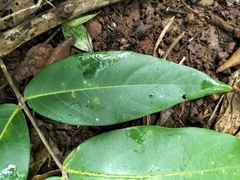 Lagerstroemia parviflora