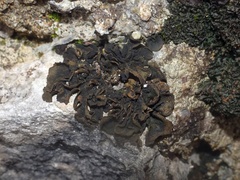 Lathagrium auriforme