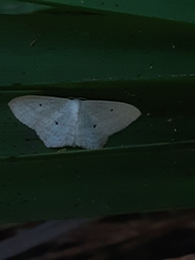 Scopula perlata