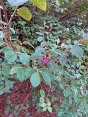 Loropetalum