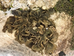 Lathagrium auriforme