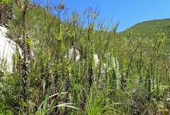 Osteospermum corymbosum