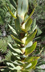 Osteospermum corymbosum