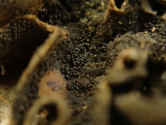 Lathagrium auriforme