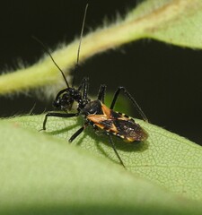 Catasphactes coprias