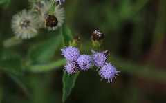 Praxelis clematidea