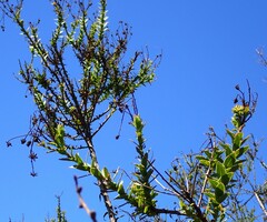 Osteospermum corymbosum
