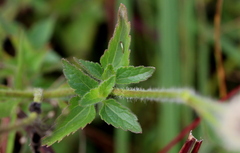Praxelis clematidea