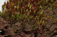 Microbryum davallianum