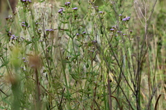 Praxelis clematidea