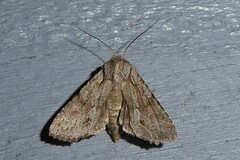 Ichneutica ustistriga
