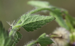 Praxelis clematidea