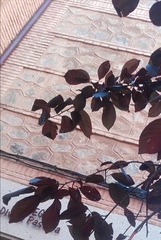 Prunus cerasifera pissardii