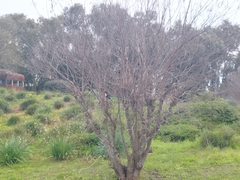 Halcyon smyrnensis