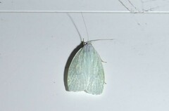 Nymphostola galactina