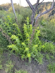 Penstemon spectabilis