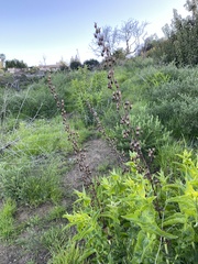 Penstemon spectabilis