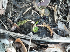 Agrimonia parviflora