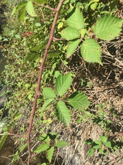 Rubus fruticosus