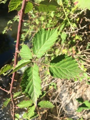 Rubus fruticosus