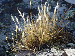 Rytidosperma maculatum