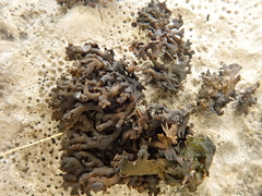 Callome multipartita