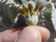 Arctotheca populifolia