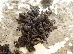 Callome multipartita