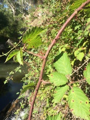 Rubus fruticosus