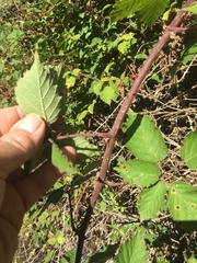Rubus fruticosus
