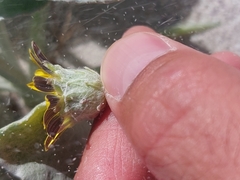 Arctotheca populifolia