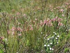 Erica densifolia