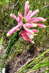 Erica densifolia