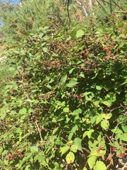 Rubus fruticosus