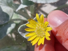 Arctotheca populifolia
