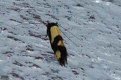 Opogona comptella