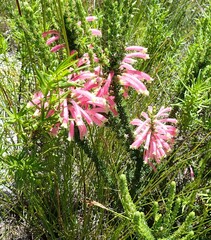 Erica densifolia