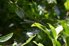 Pseudagrion hamoni