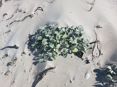 Arctotheca populifolia