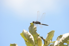 Urothemis edwardsii
