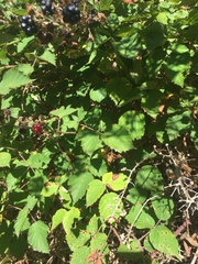 Rubus fruticosus