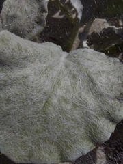 Arctotheca populifolia