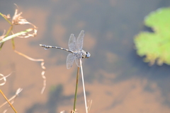 Ictinogomphus ferox